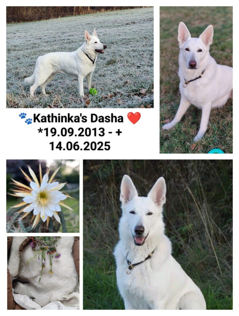 Kathinka’s Dasha